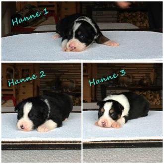 11039968_10205162849769362_1889334935_n