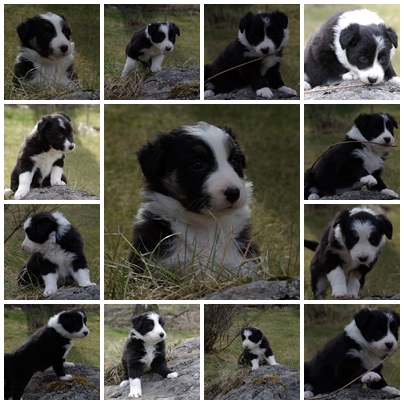 Nell valper 01.05.2014